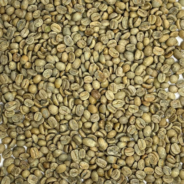 Nicaragua: Organic Finca La Isabelia, Jinotega - Image 2